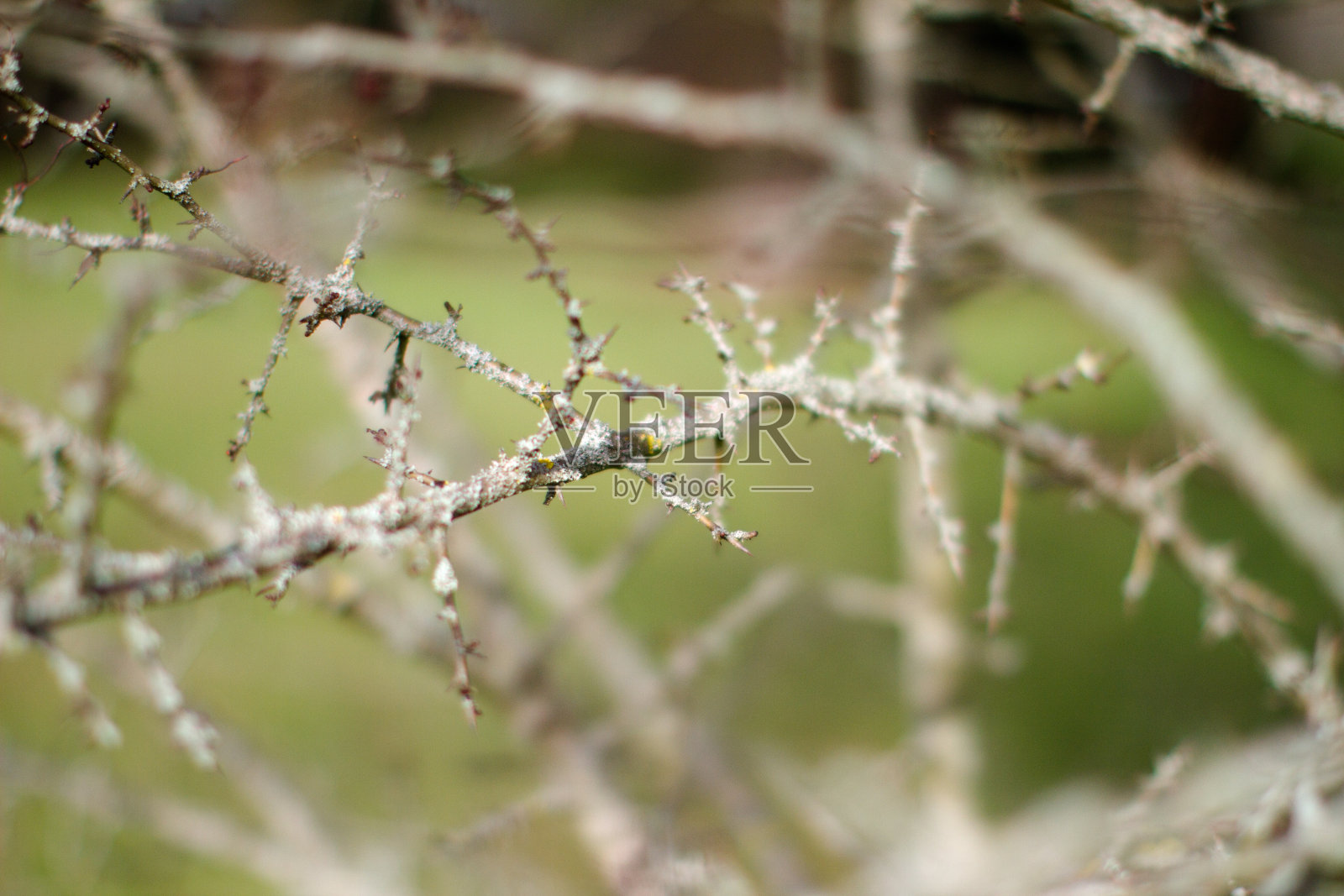 大自然的近景，长满苔藓的荆棘，模糊的背景照片摄影图片
