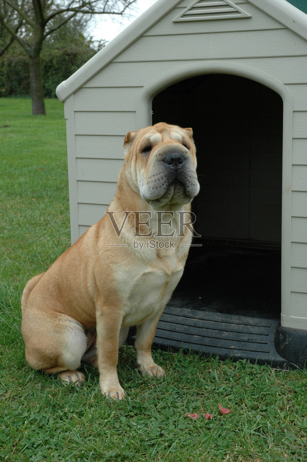 沙尔佩照片摄影图片