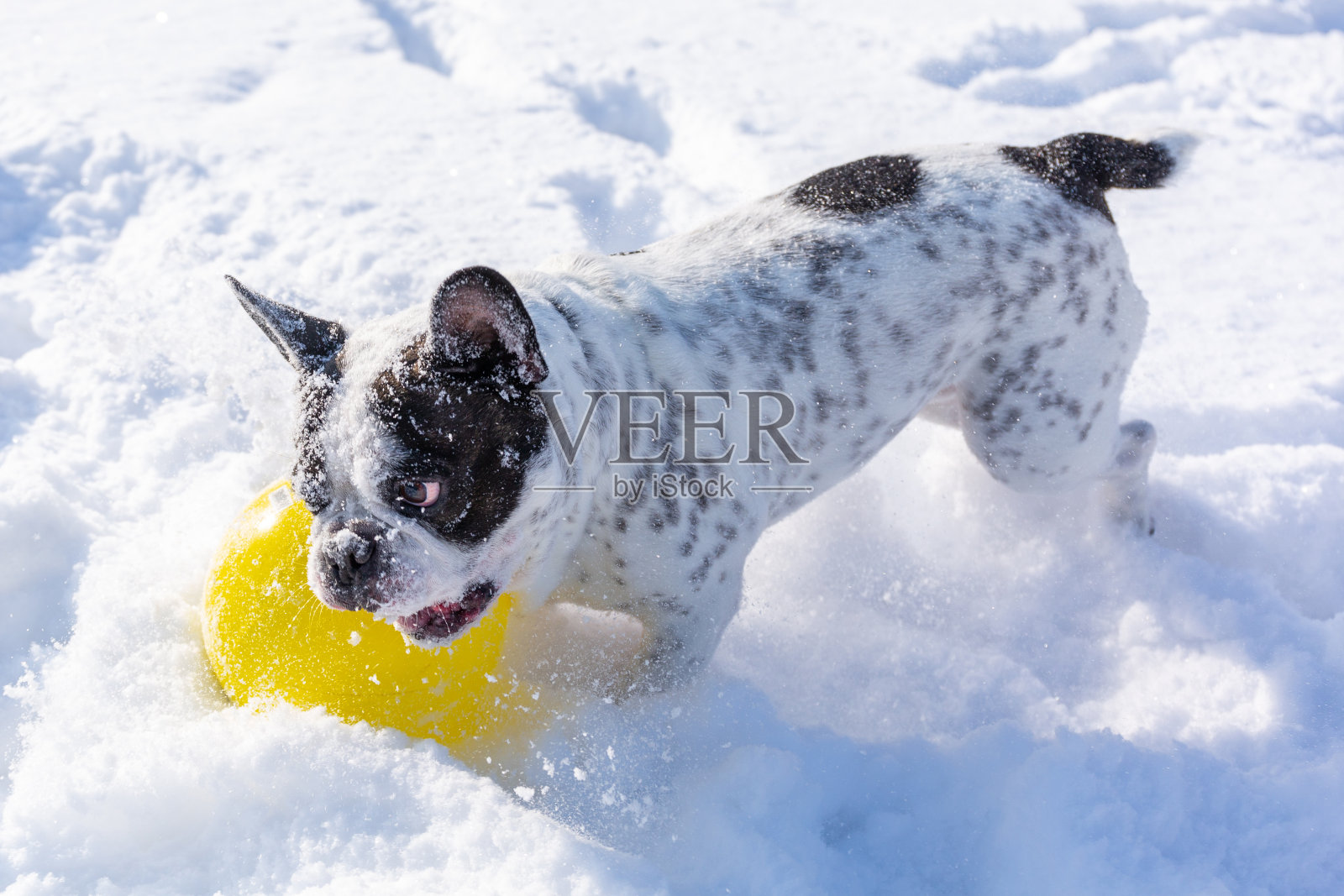 法国斗牛犬在白雪覆盖的花园里快速奔跑照片摄影图片