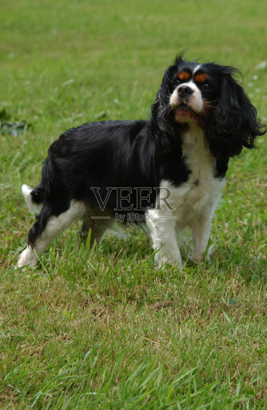 骑士国王查尔斯猎犬照片摄影图片