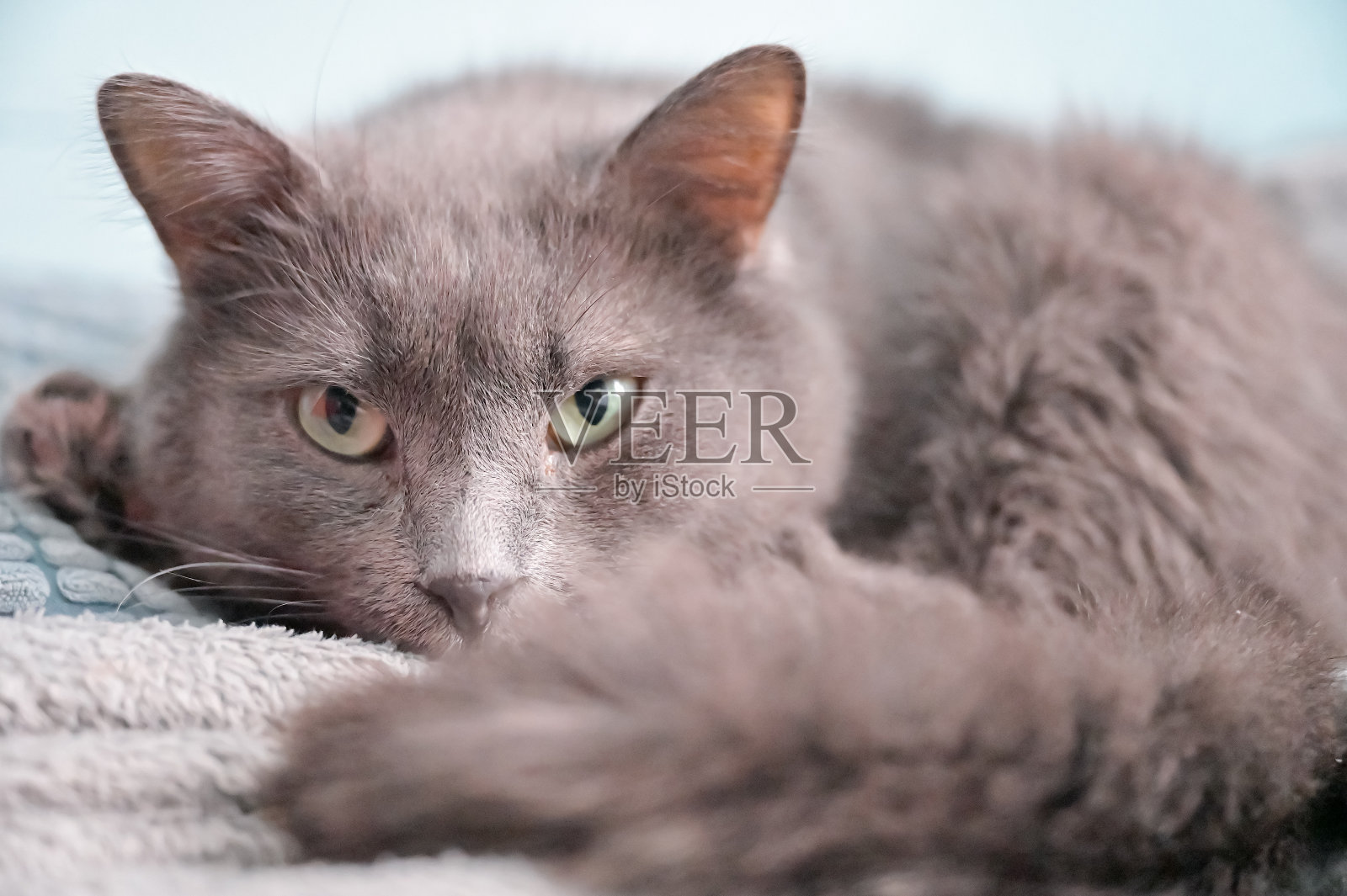 淡蓝色的猫照片摄影图片