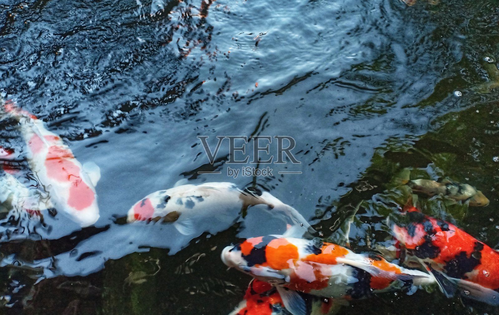 锦鲤照片摄影图片