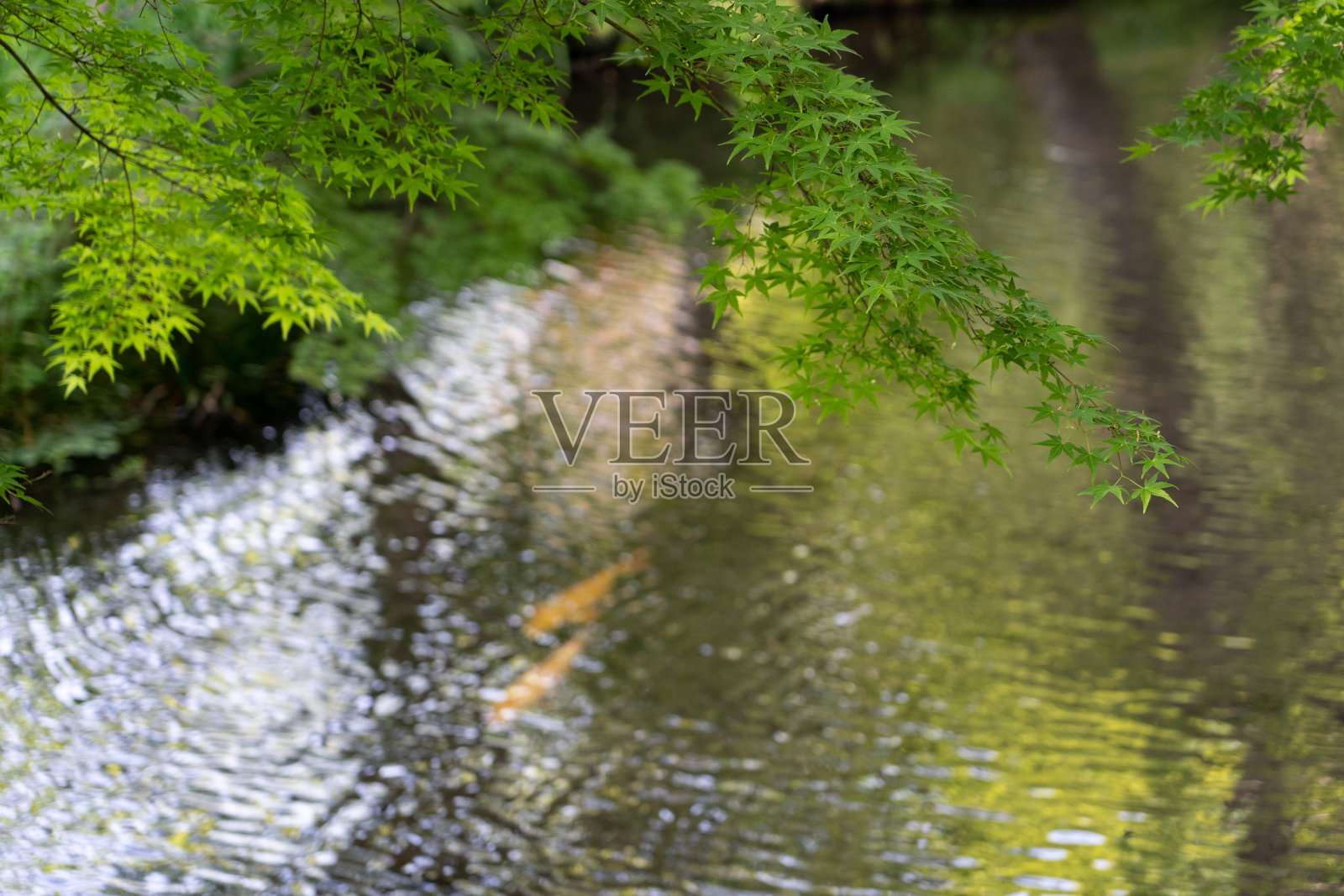 靠近绿色的枫树枝在水中反射和模糊的工艺鱼在河里，自然在基林科湖，Yufuin Cho Kawakami, Yufu，日本大分县。照片摄影图片