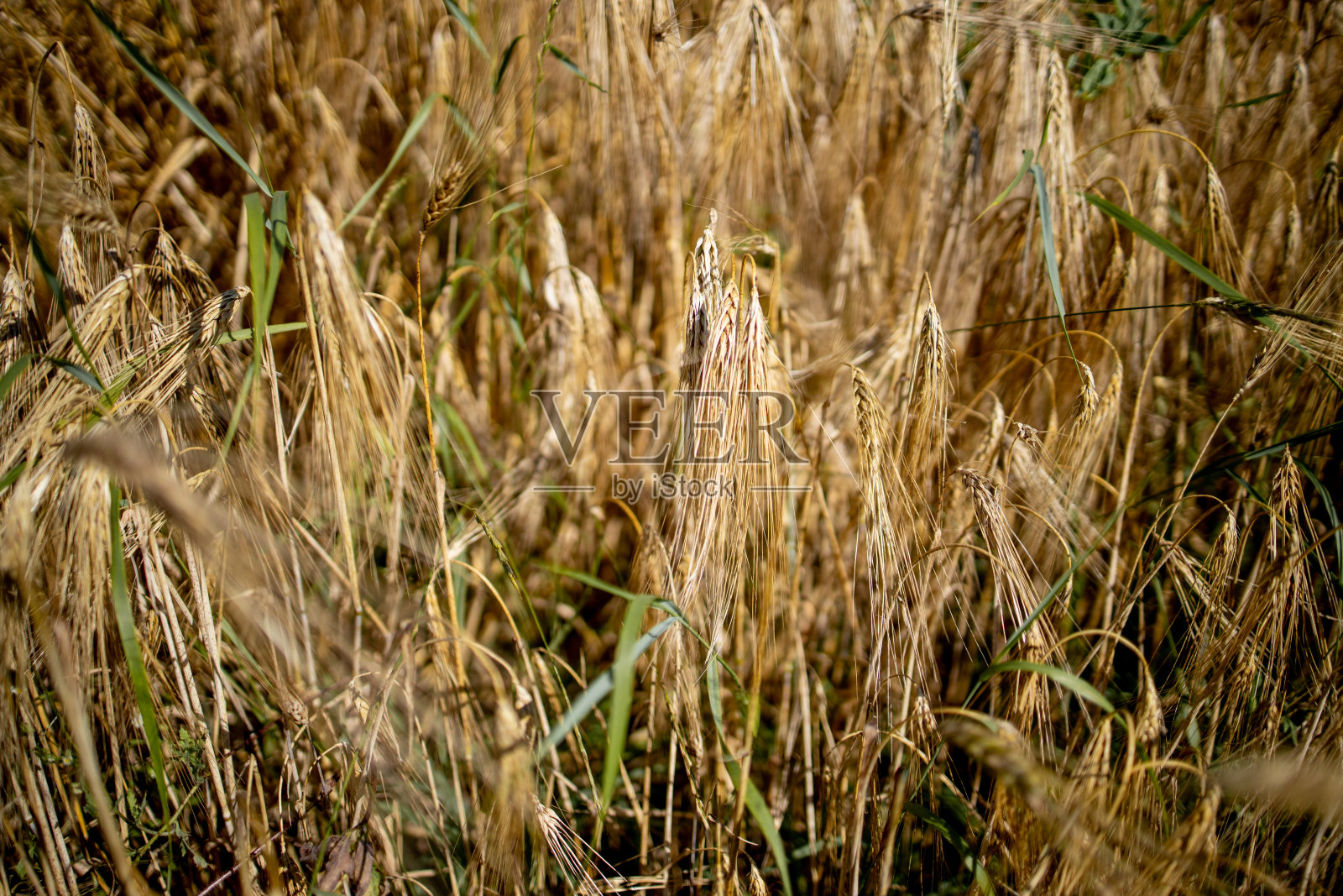 金色的麦田。美丽的自然日落景观。草甸麦田成熟穗的背景。大丰收的理念和多产的种子产业照片摄影图片