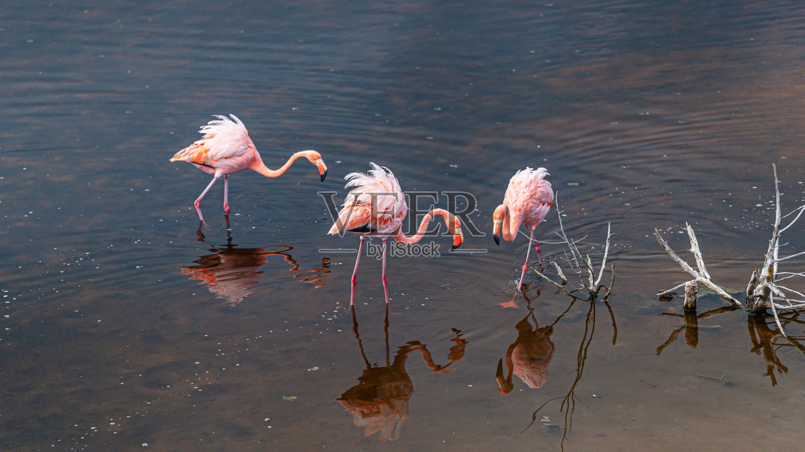 加拉帕戈斯群岛，火烈鸟，(腓凤蝶)，大火烈鸟。照片摄影图片
