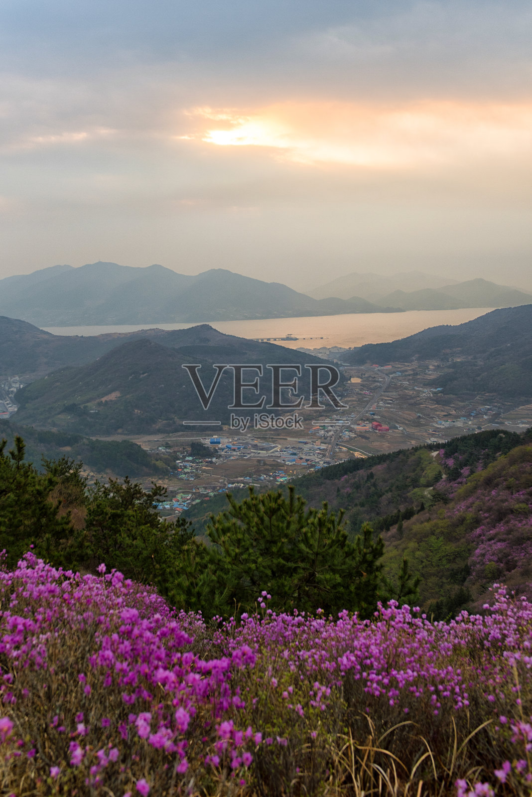皇家杜鹃花，韩国玫瑰照片摄影图片