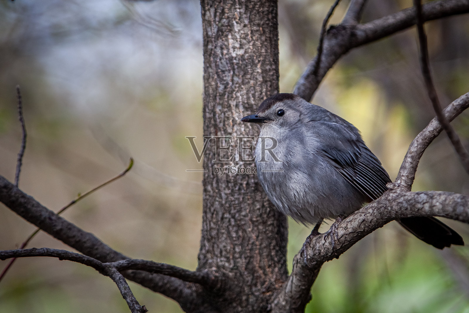 Moqueur chat (Dumetella carolinensis)，灰猫鸟。照片摄影图片