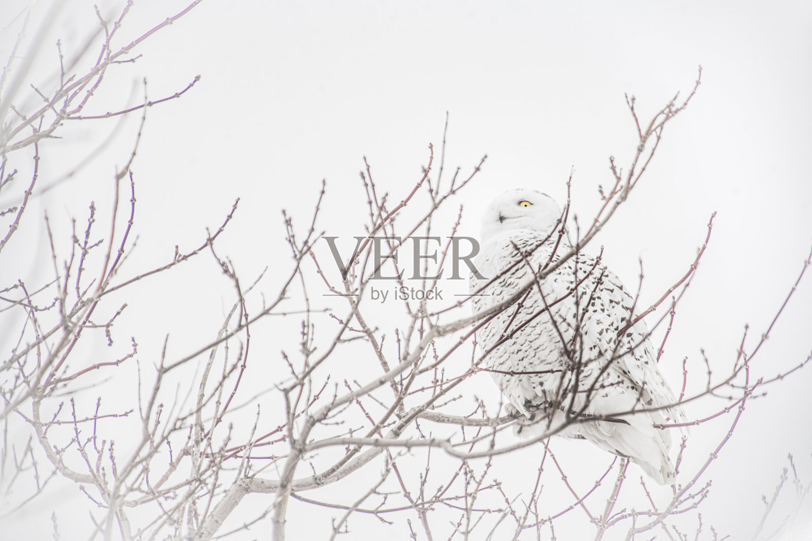 灰色的哈方天气。照片摄影图片