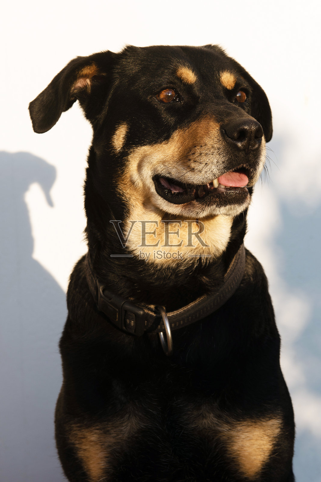 罗特韦尔犬的狗照片摄影图片