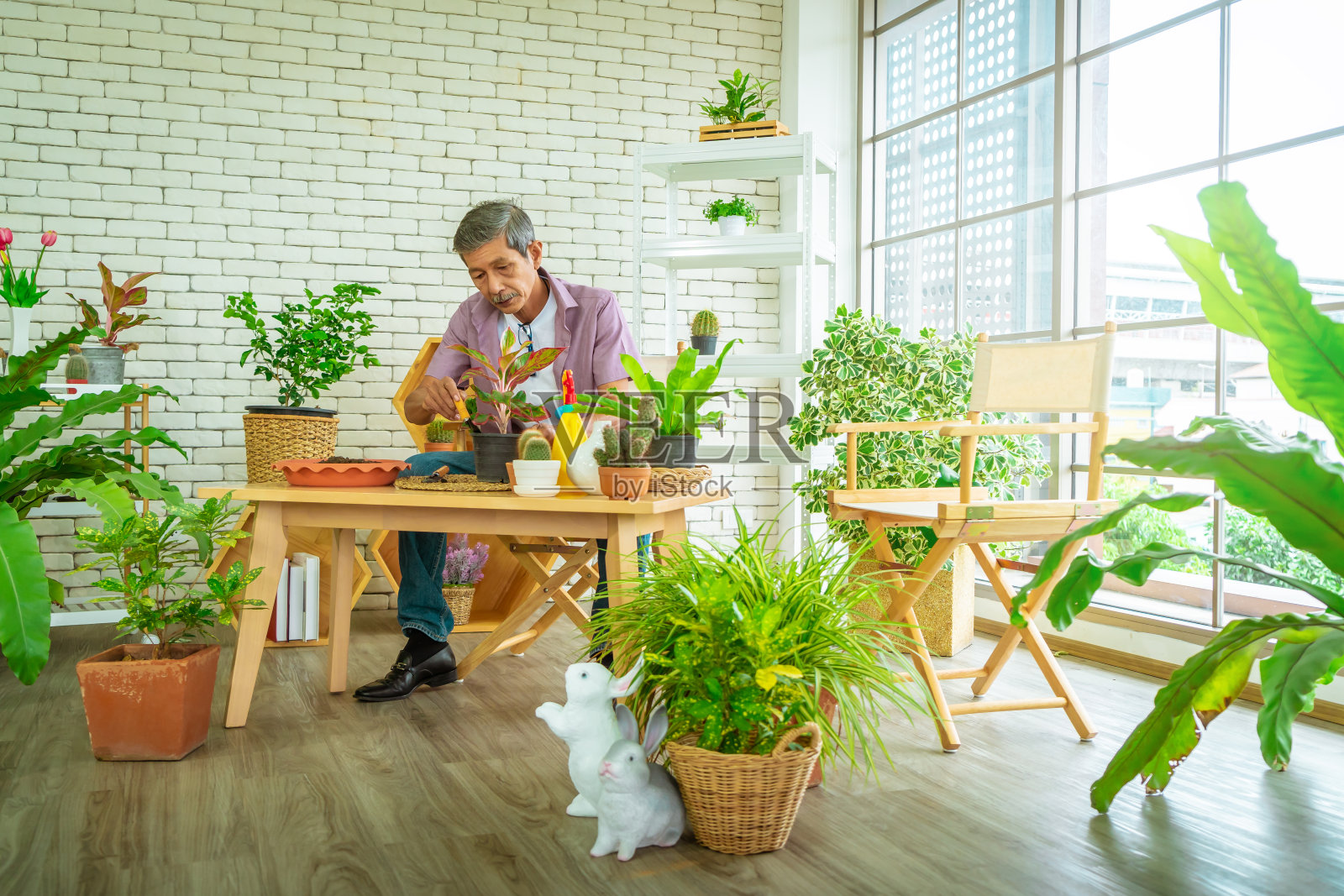 退休的亚洲男子正在家中种植室内植物作为他的爱好，成熟的休闲活动理念。照片摄影图片
