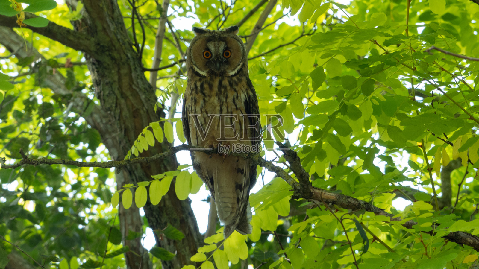 长耳猫头鹰照片摄影图片