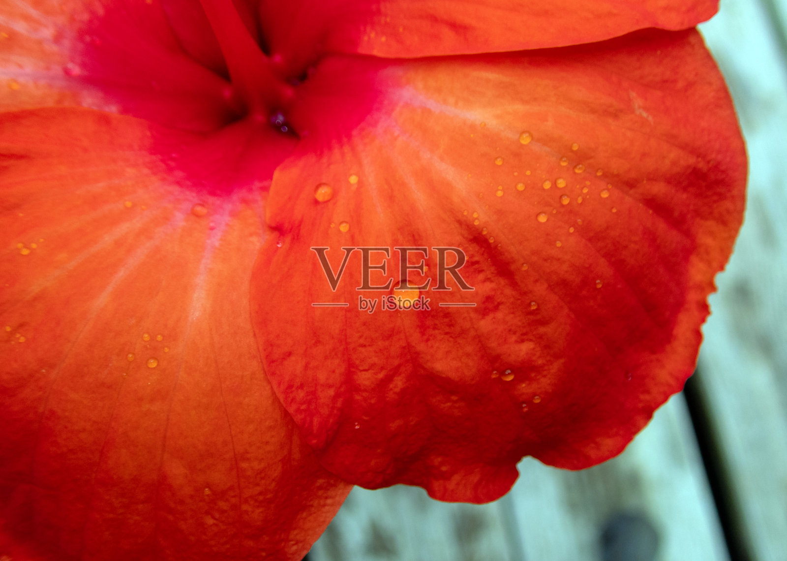 雨滴近距离在密苏里州的芙蓉花瓣上照片摄影图片