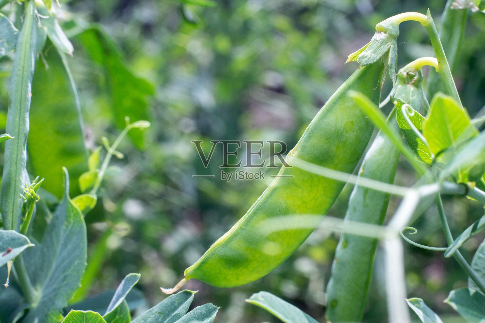 绿豌豆的豆荚长在花园里照片摄影图片