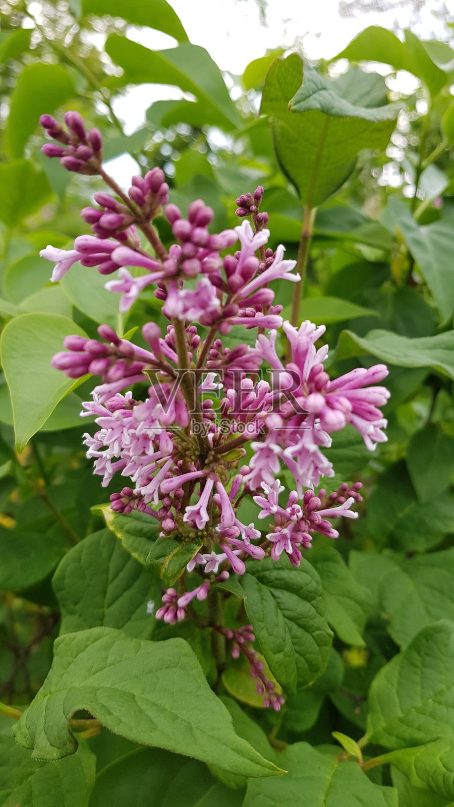 紫色的丁香花和花蕾照片摄影图片