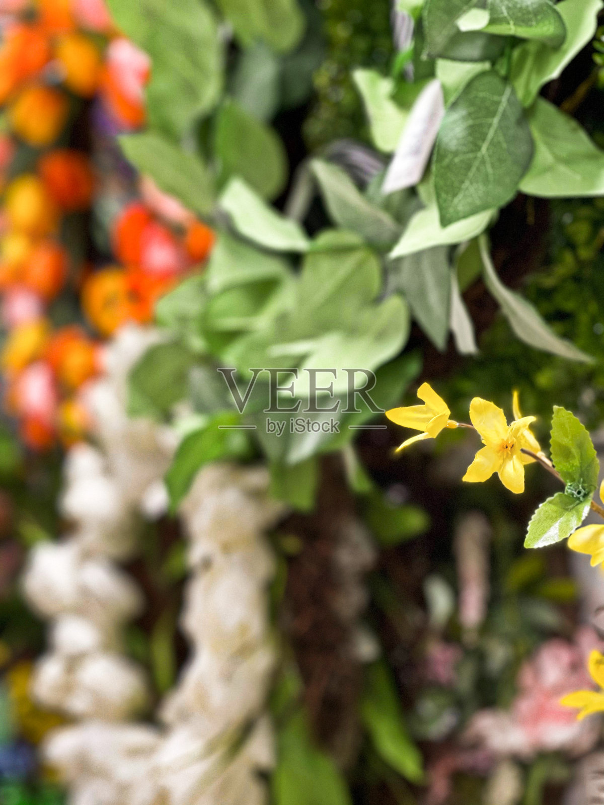 丰富多彩的植物照片摄影图片