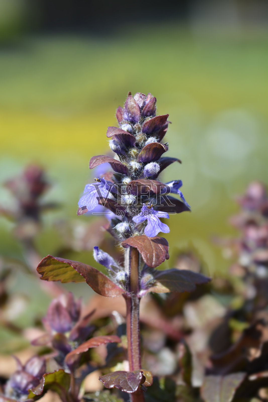 喇叭勃艮第发光照片摄影图片