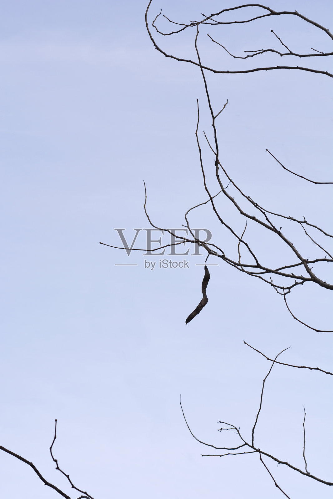 无刺的皂荚树照片摄影图片