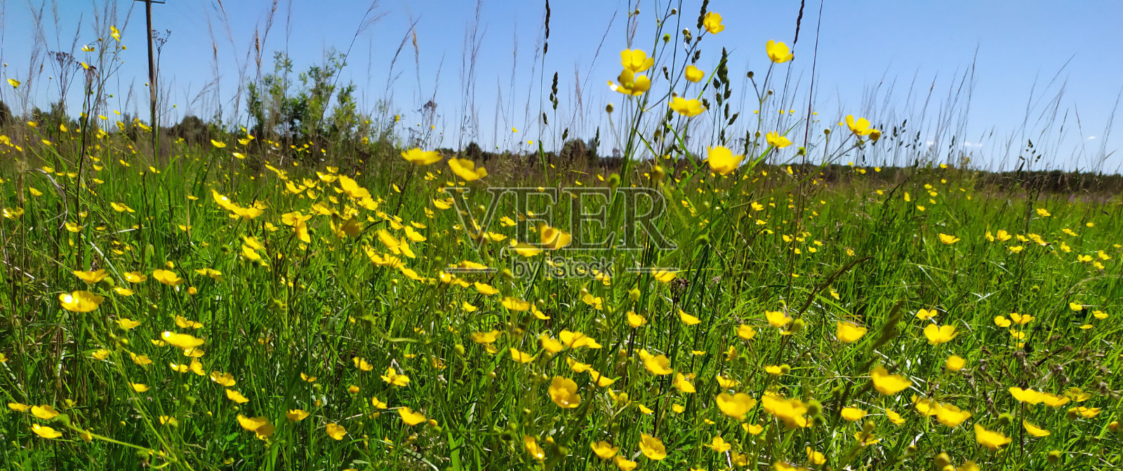 美丽多彩的野花草地。夏天。阳光下的绿色草地。田野上的黄花照片摄影图片