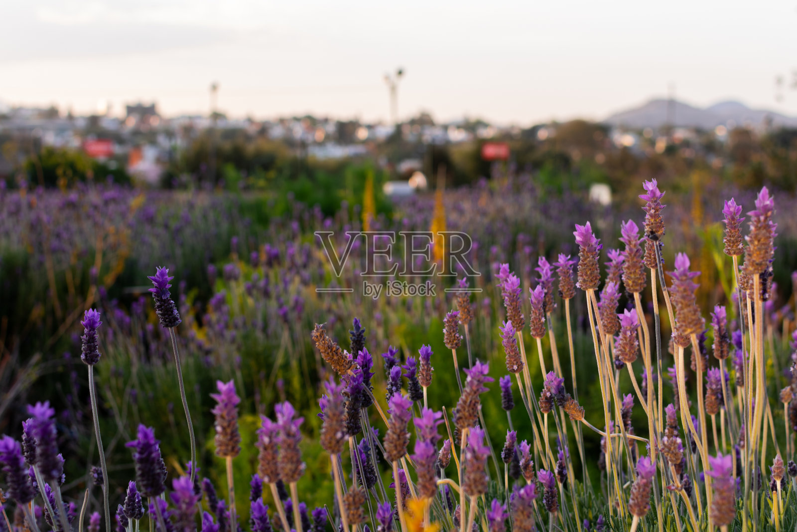 日落时田野里盛开的薰衣草。日落在紫罗兰和薰衣草的田野上。照片摄影图片