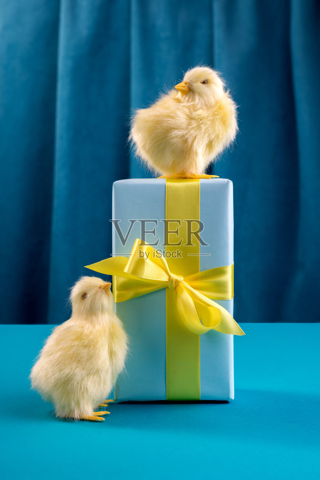 亮黄色的鸡用复活节彩蛋和礼盒衬着深蓝色的窗帘。时尚硬光静物生活。照片摄影图片