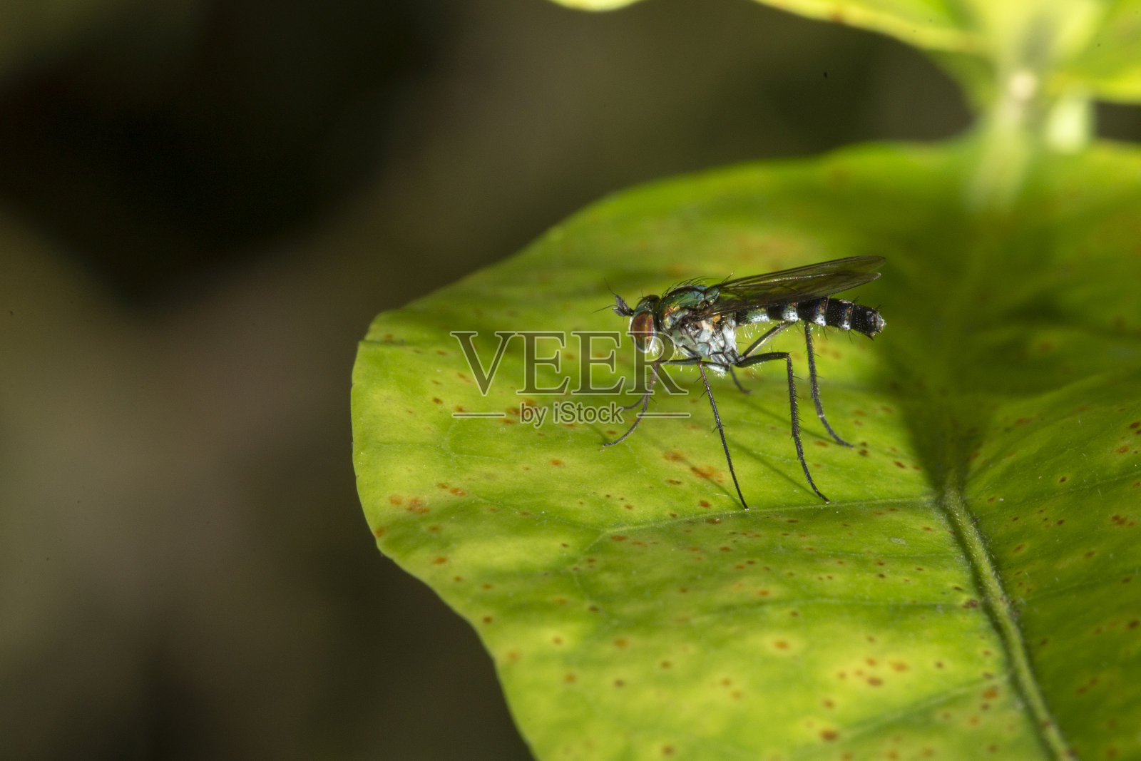 哥伦比亚的昆虫照片摄影图片