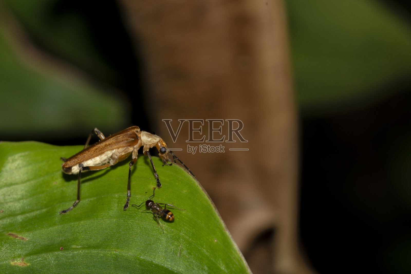 哥伦比亚的昆虫照片摄影图片