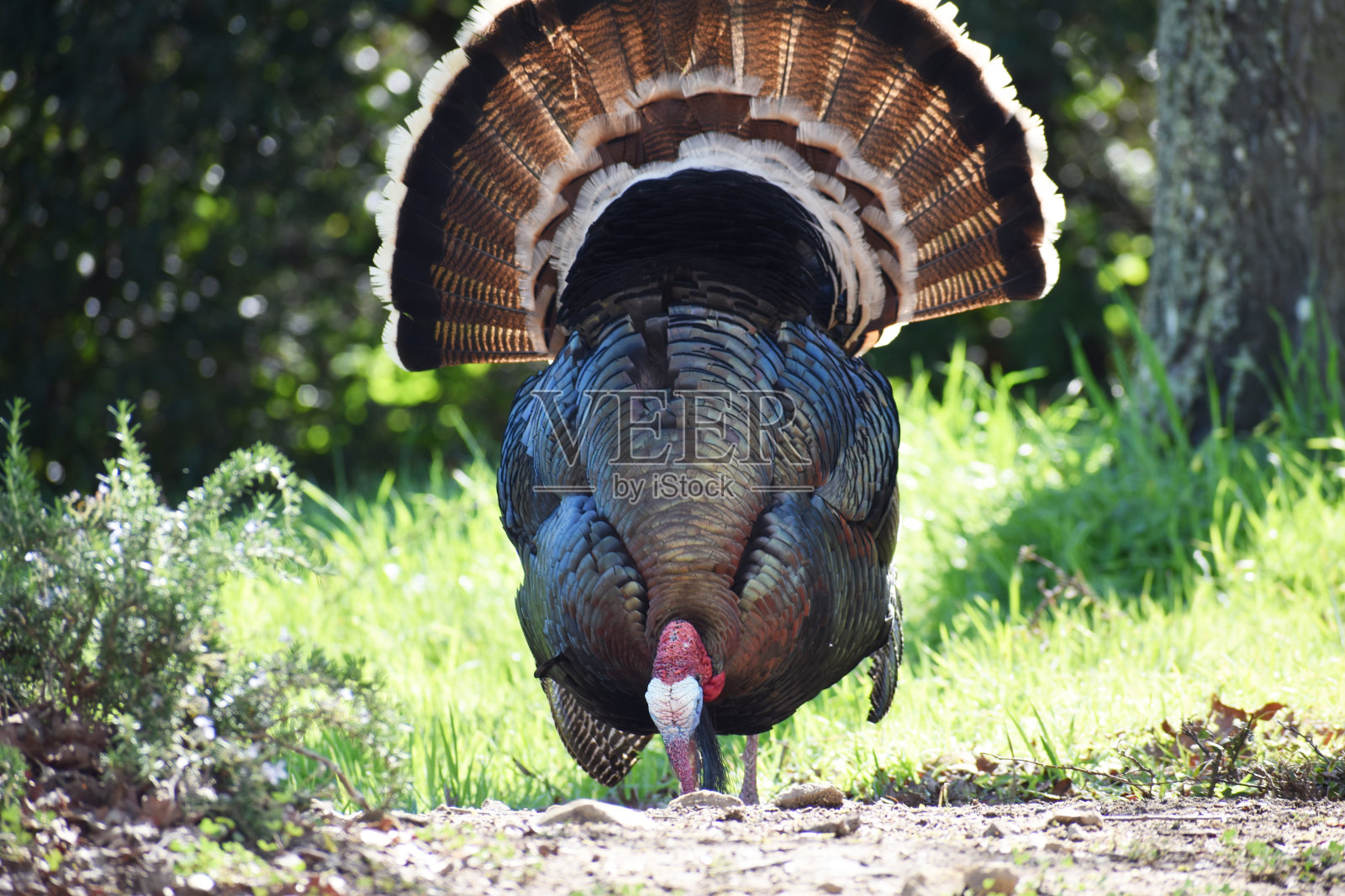 美丽的野生雄性火鸡在加利福尼亚北部的早春寻找食物照片摄影图片