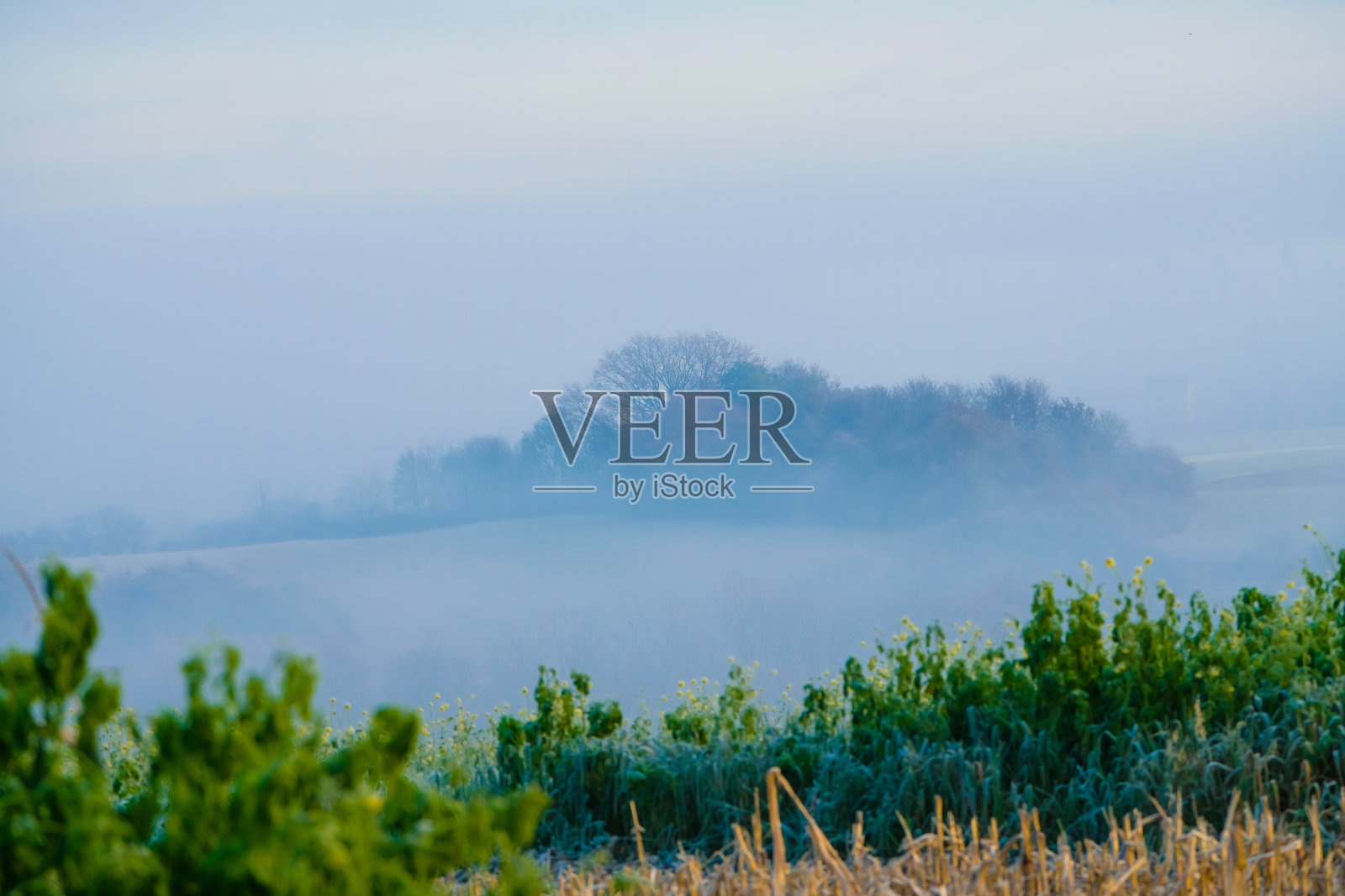 雾中的森林照片摄影图片