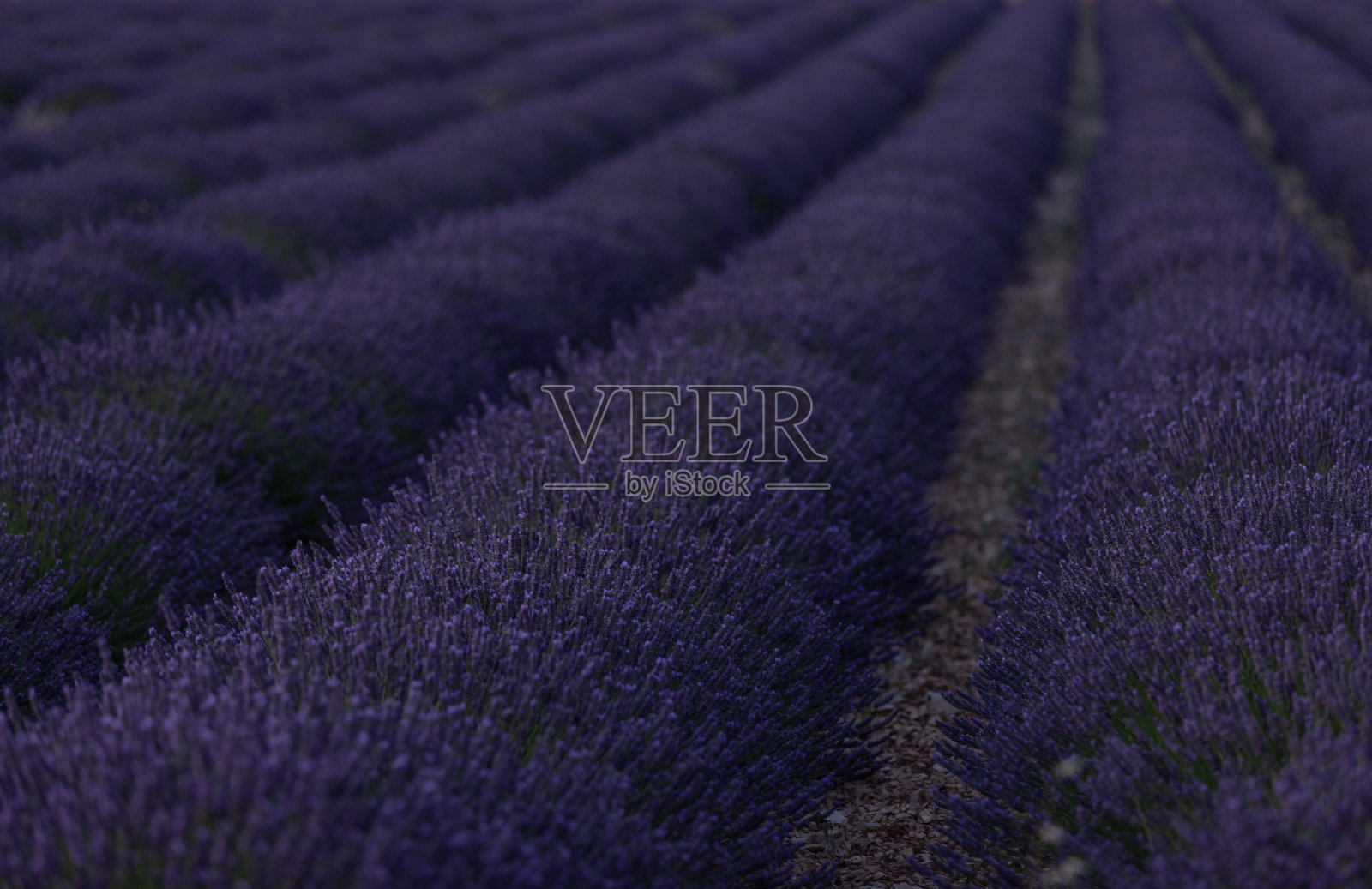 欧洲法国普罗旺斯田野里的薰衣草小路照片摄影图片