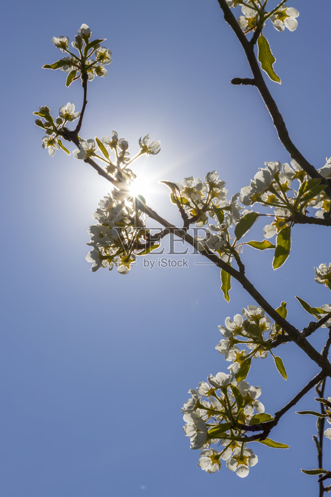 春天果树的花蕾照片摄影图片