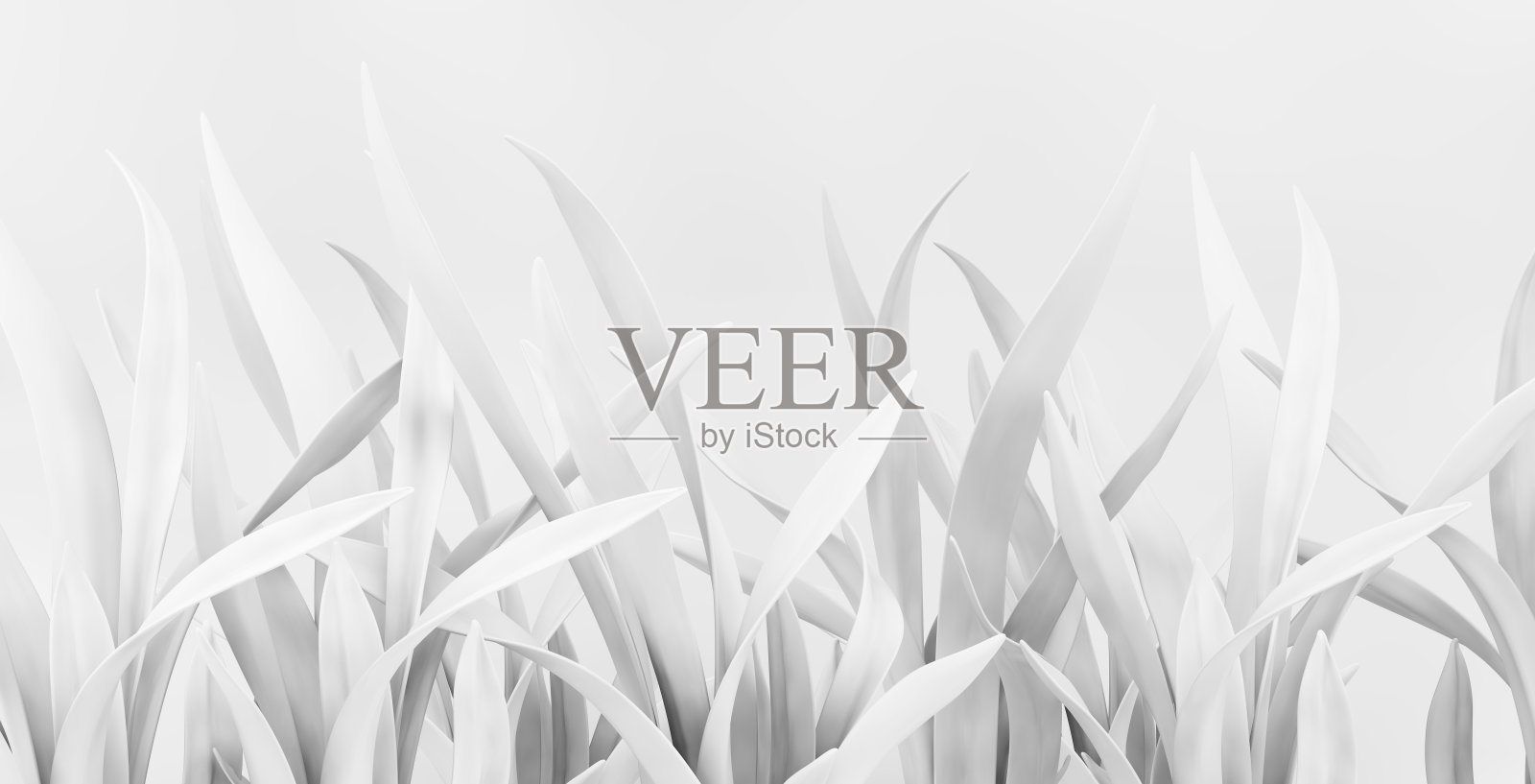 白皮书的植物照片摄影图片