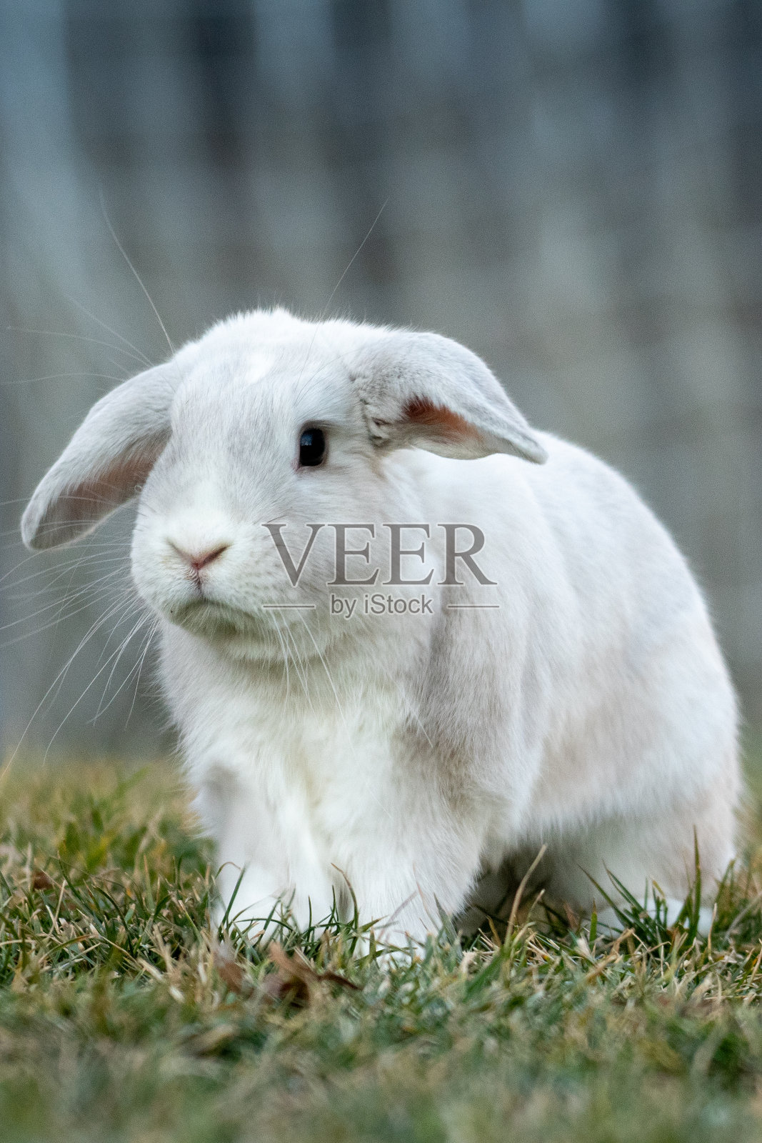 白荷兰罗布兔照片摄影图片