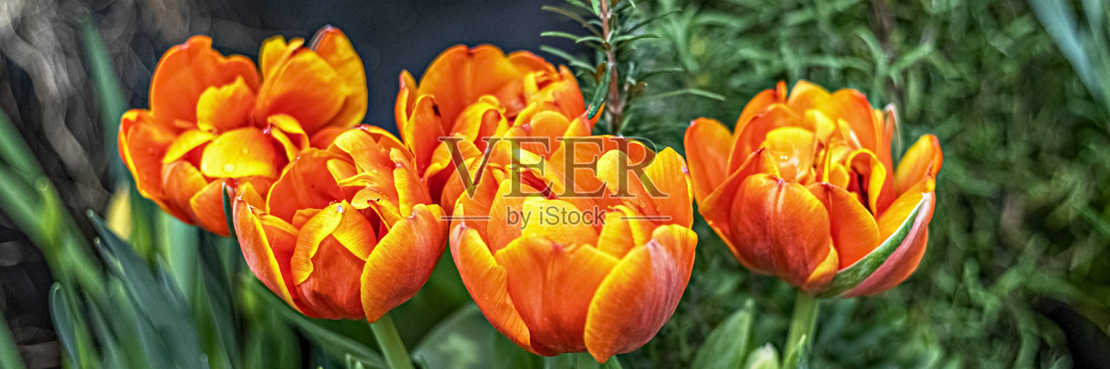 花园里的花坛上长着黄红色的郁金香。春天。青春不谢。横幅照片摄影图片