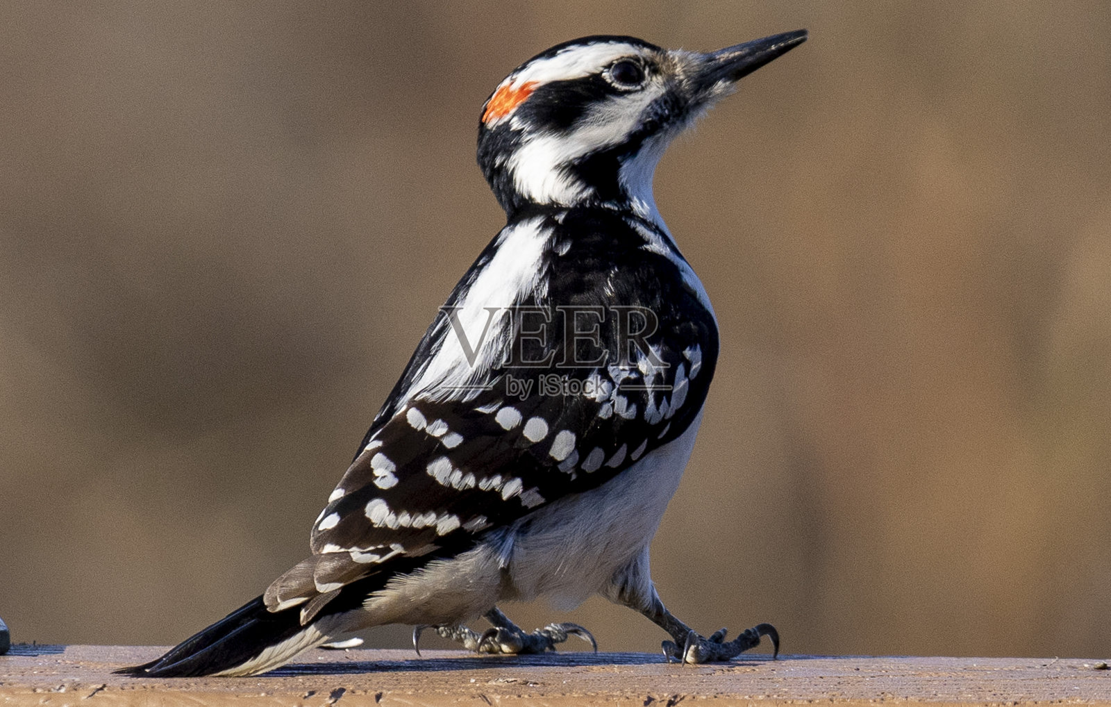 柔和的啄木鸟照片摄影图片