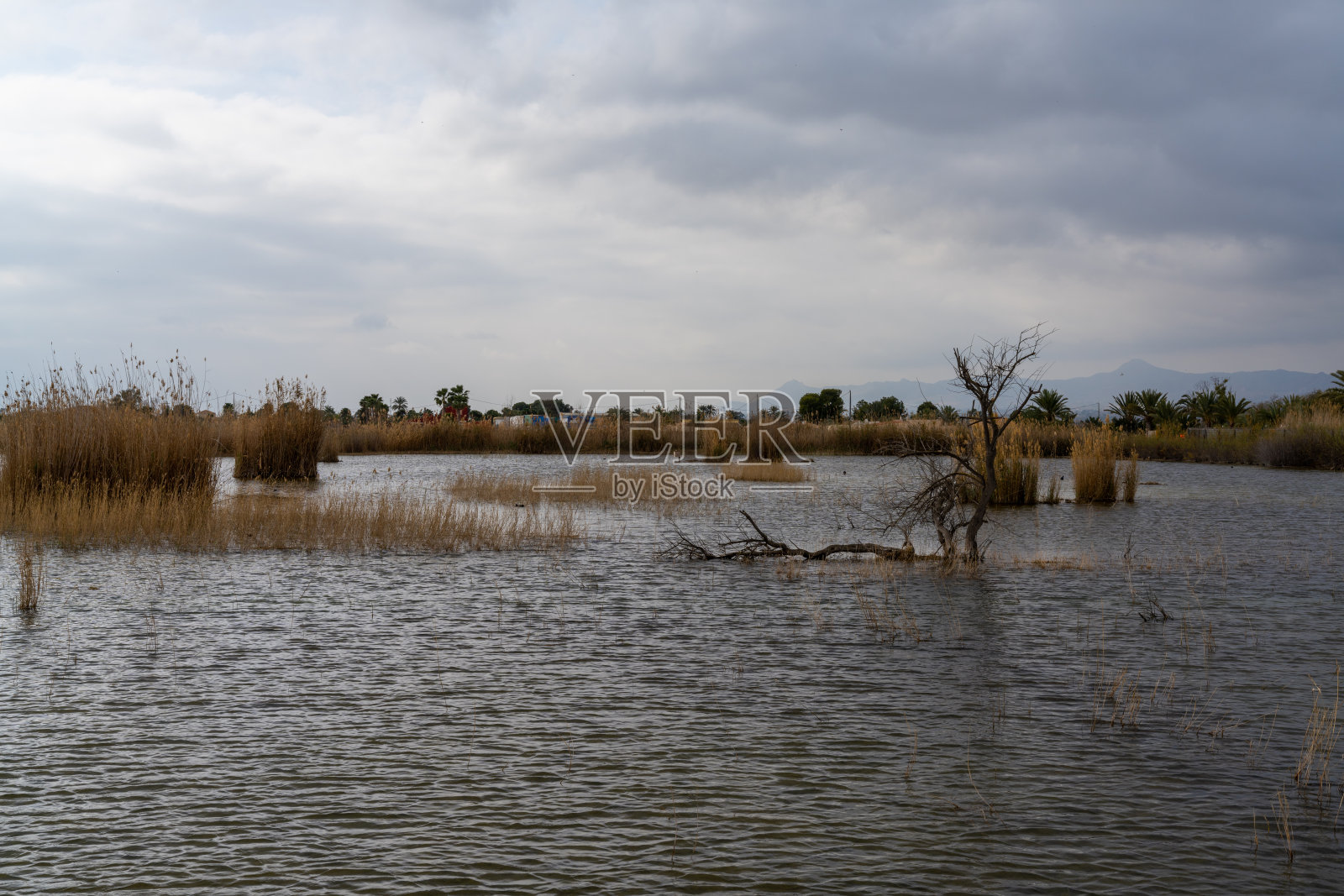泻湖和受保护的湿地，在阴云密布的天空下有西班牙草和树木照片摄影图片