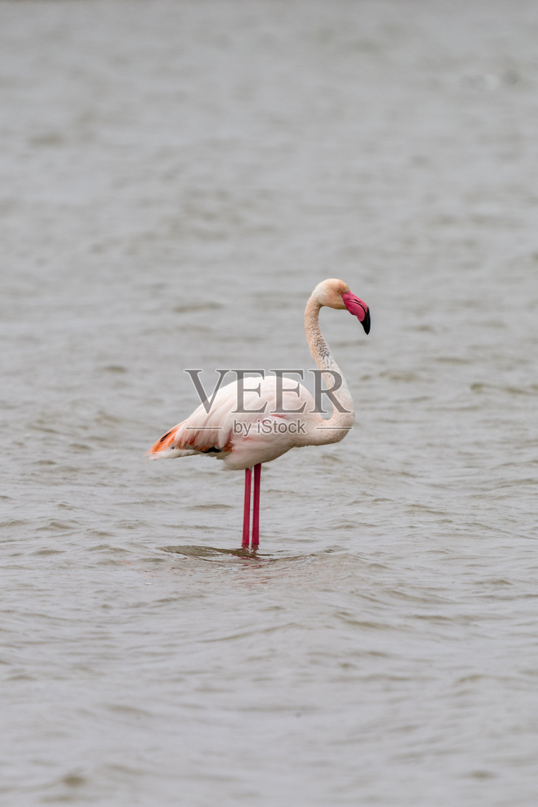 在穆尔西亚的圣佩德罗德尔皮那塔尔盐湖的粉红色火烈鸟的特写照片摄影图片