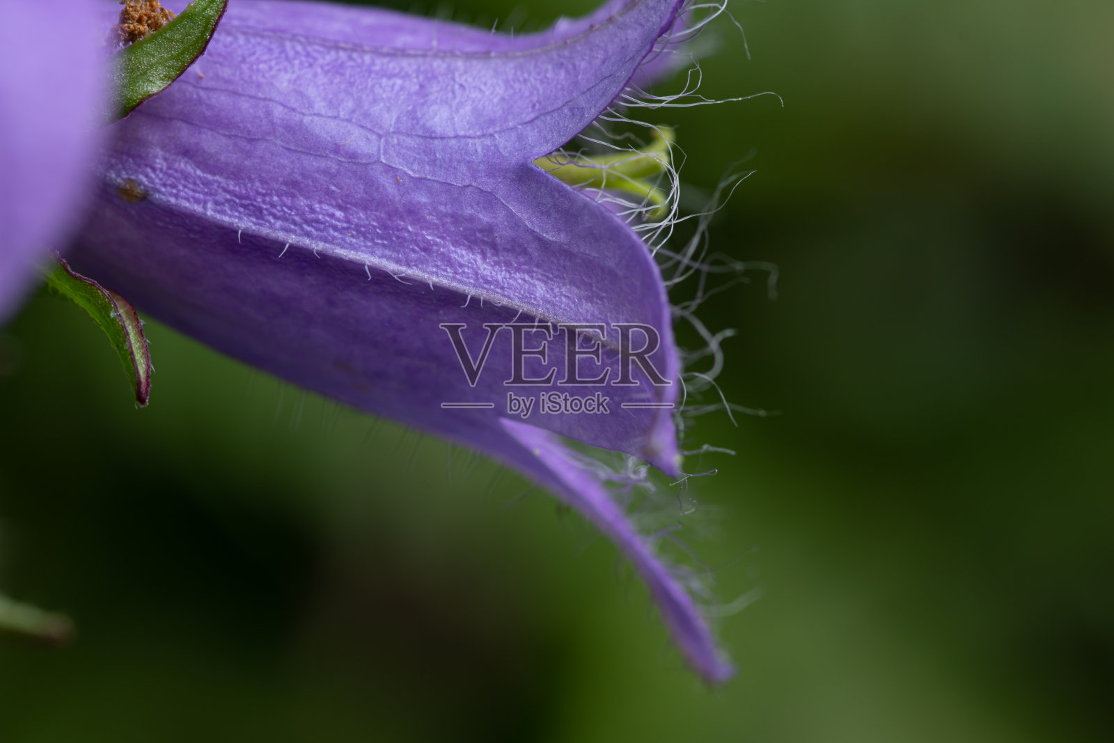 大自然中的野花照片摄影图片
