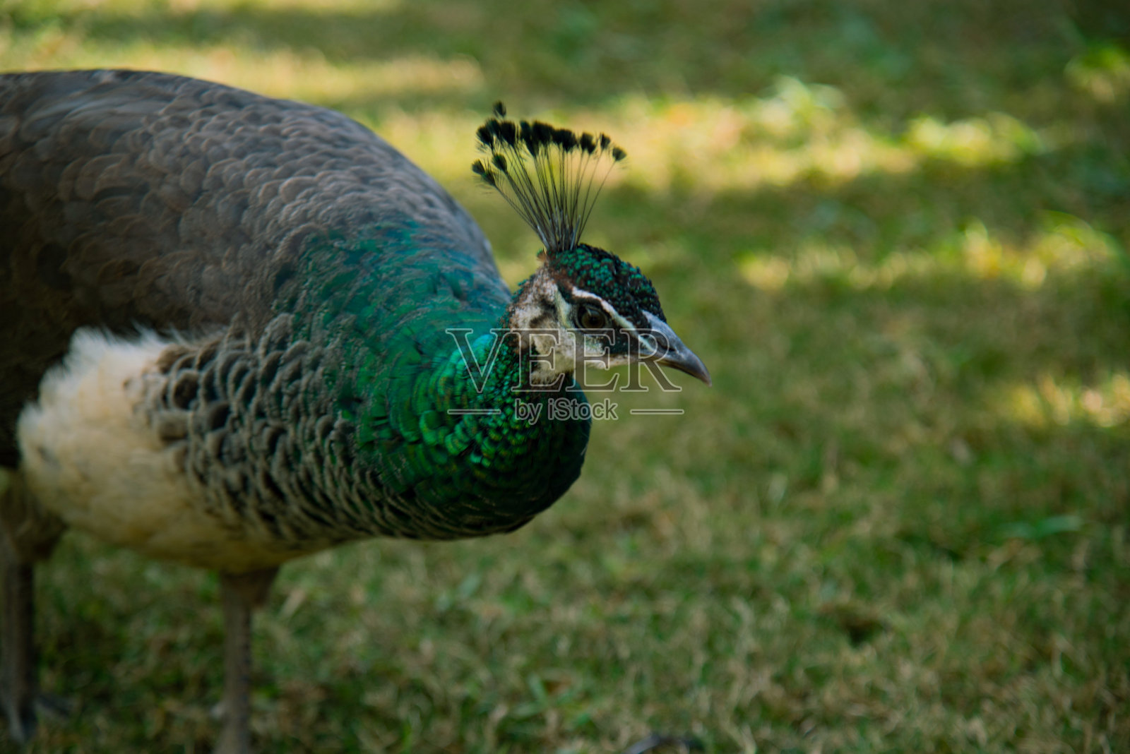 美丽的孔雀照片摄影图片