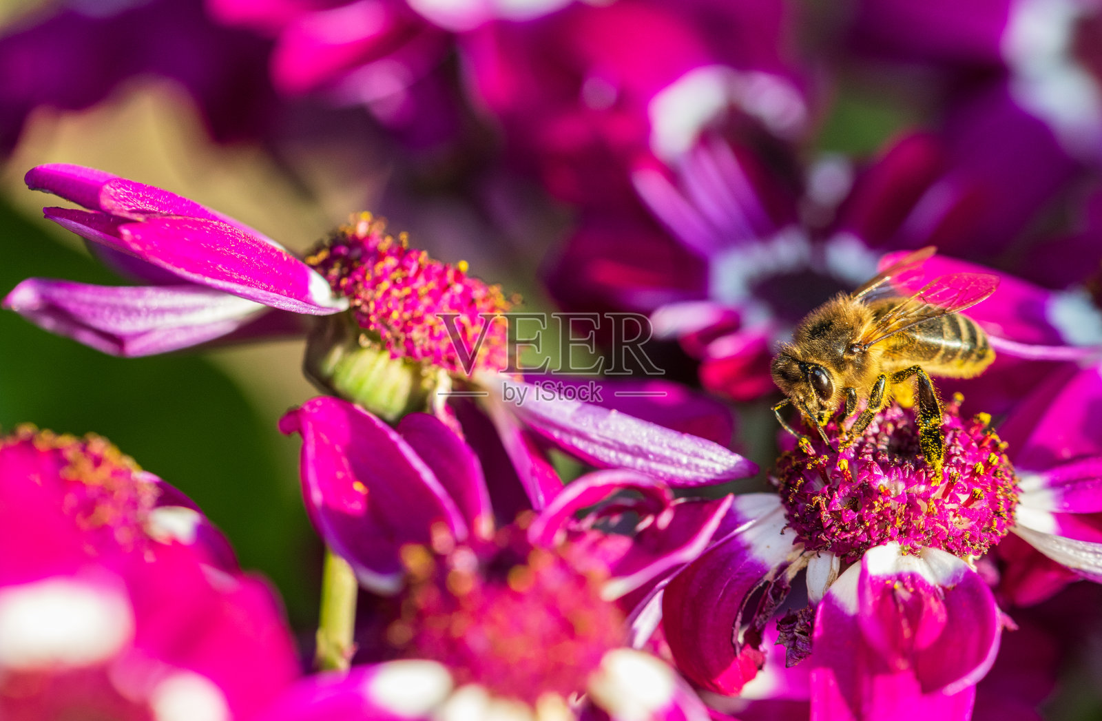 一只蜜蜂polinization照片摄影图片