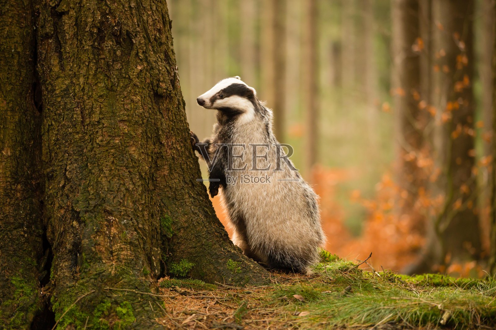 獾被绑在树干上照片摄影图片