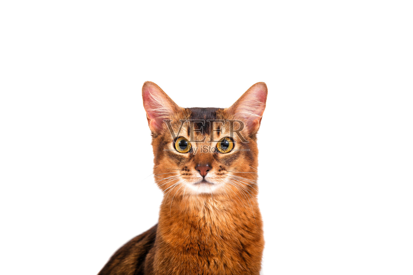 索马里猫照片摄影图片