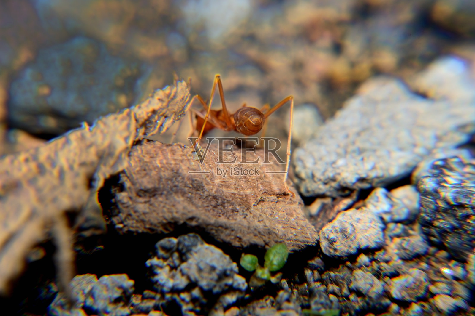 编织蚁照片摄影图片