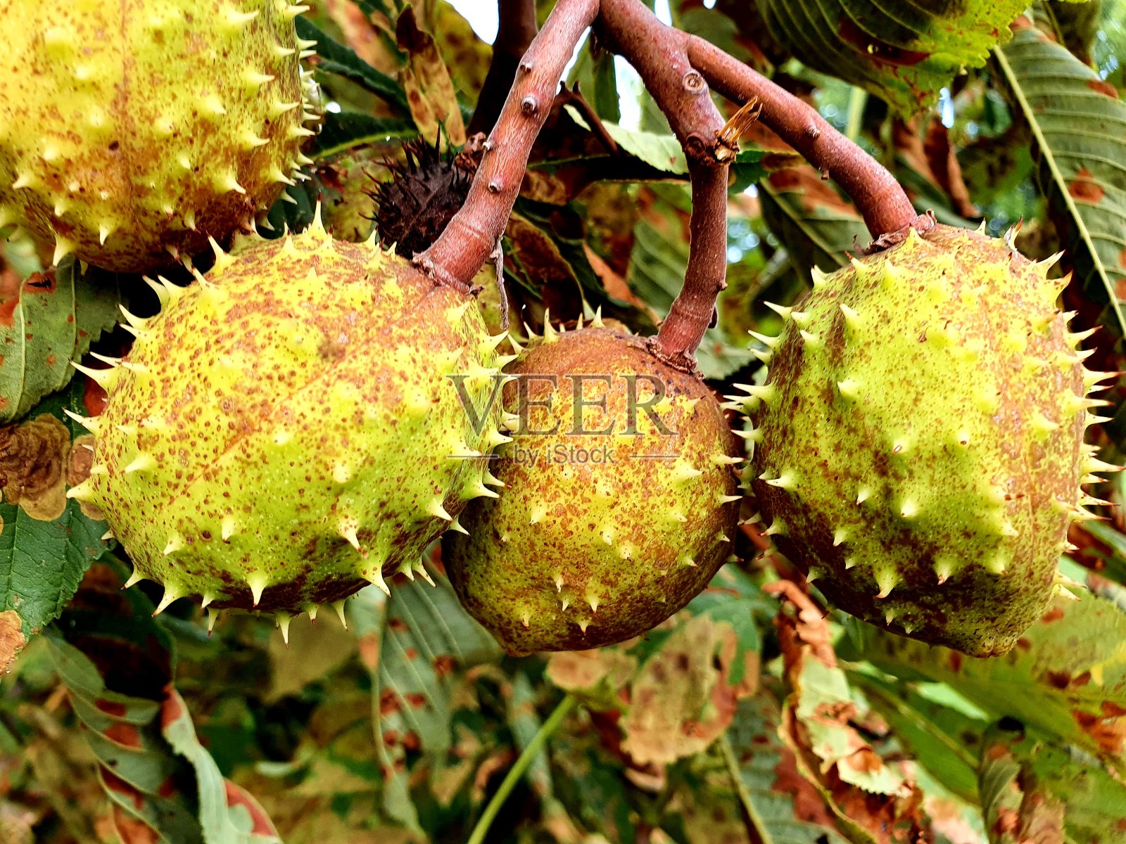 七叶树照片摄影图片