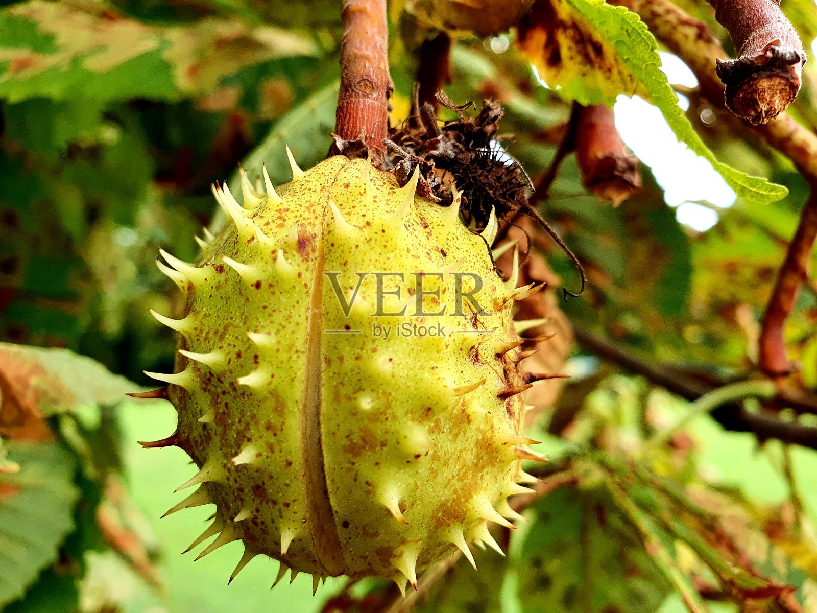 七叶树种子照片摄影图片