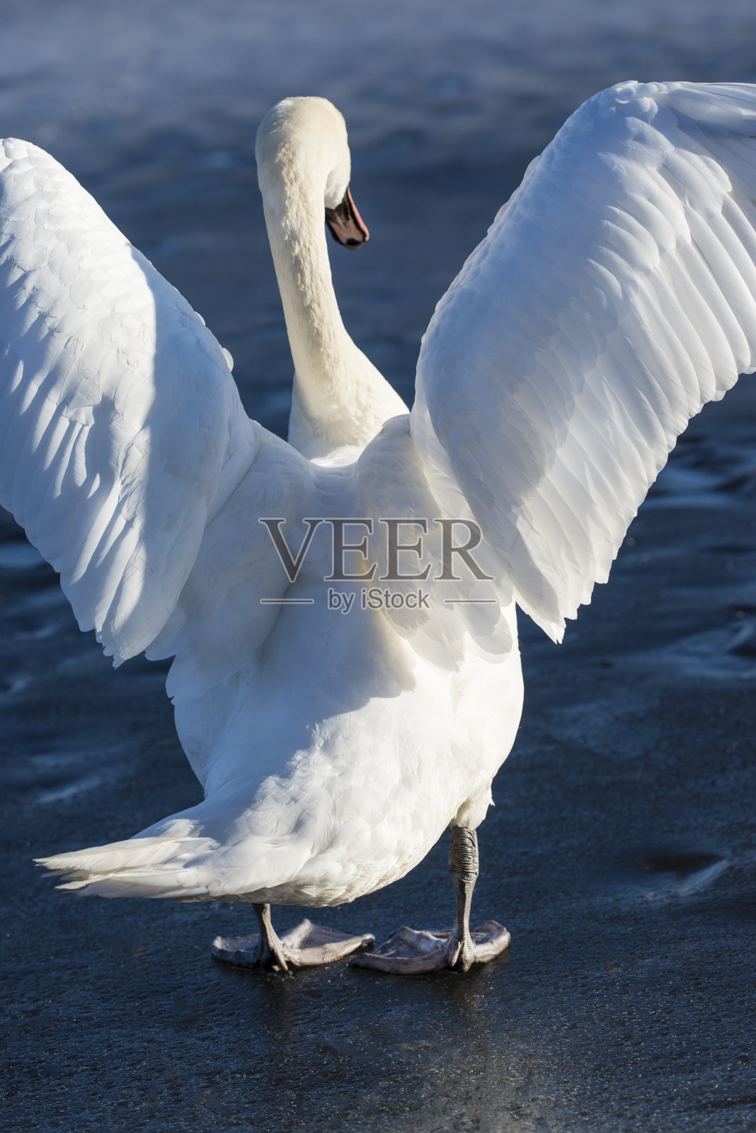 冰天雪地的天鹅照片摄影图片