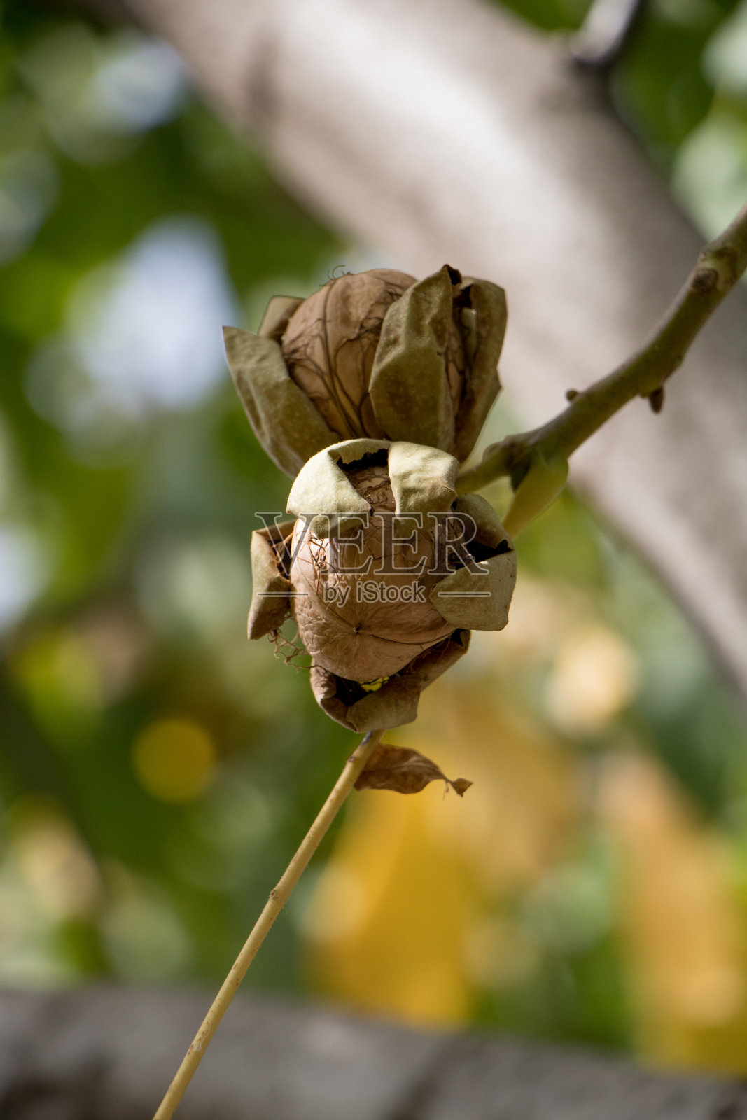 成熟的核桃在树枝上。打开坚果剥。核桃。照片摄影图片
