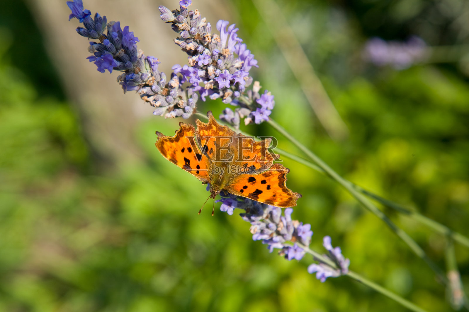 逗号蝴蝶停在薰衣草花上照片摄影图片
