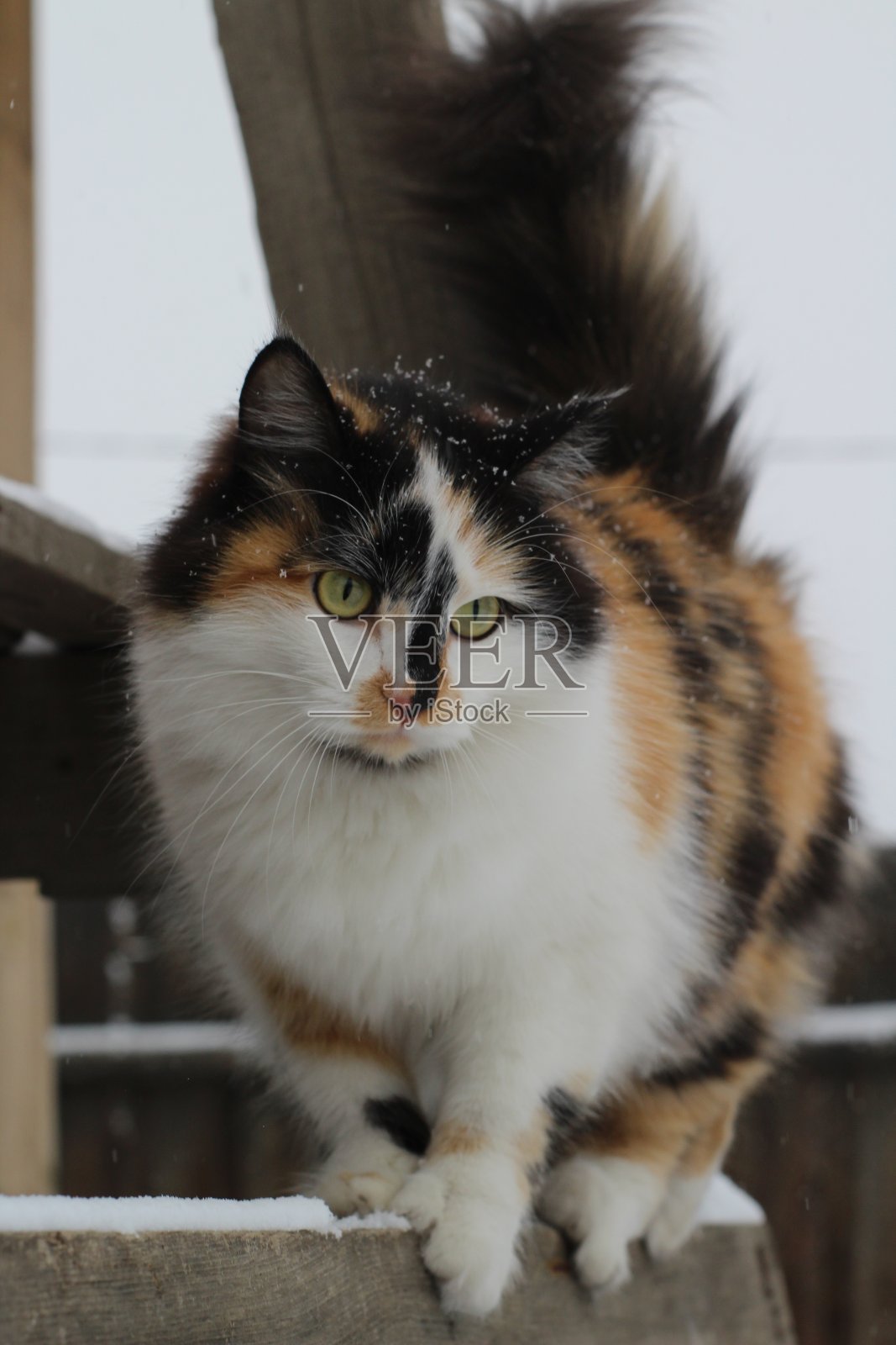 毛茸茸的猫带着雪花走在木板上。黄色眼睛的可爱小猫在冬天下雪的天气里行走照片摄影图片
