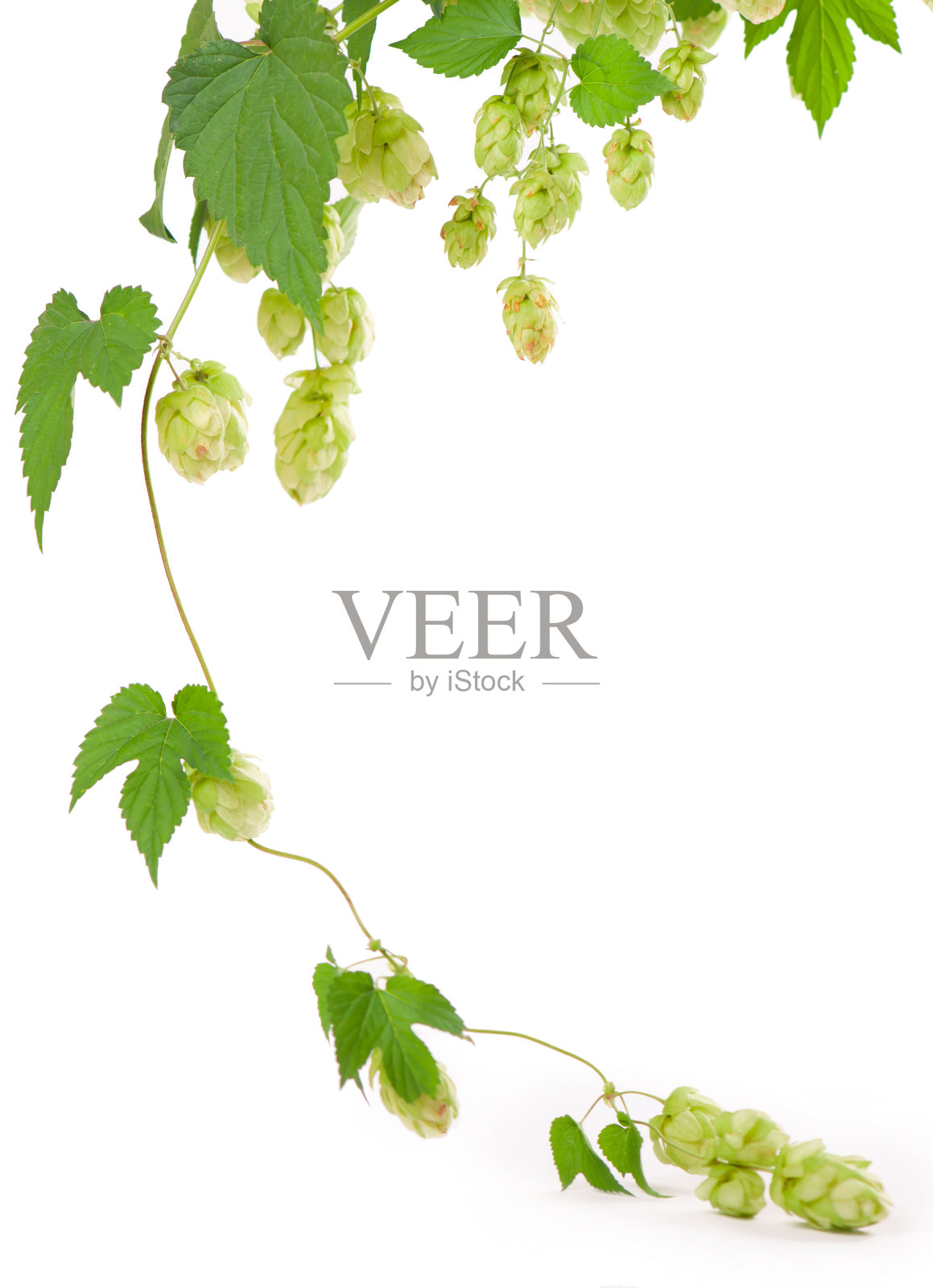 新鲜的绿色啤酒花枝，孤立在白色背景上。用来制作啤酒和面包的啤酒花圆锥照片摄影图片