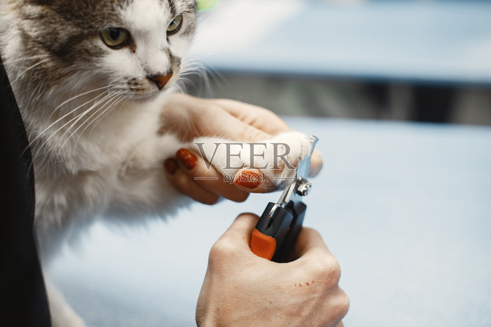 女兽医把猫的爪子修剪成白色照片摄影图片